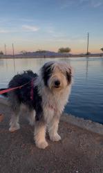 Lost Female Dog last seen Watson and Yuma, Buckeye, AZ 85326
