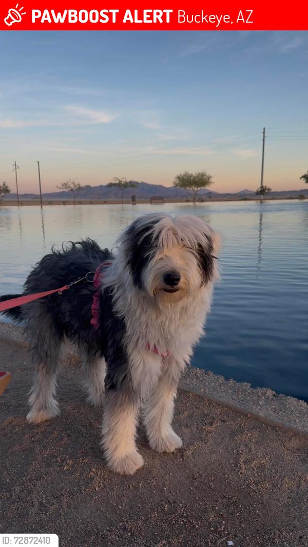 Lost Female Dog last seen Watson and Yuma, Buckeye, AZ 85326