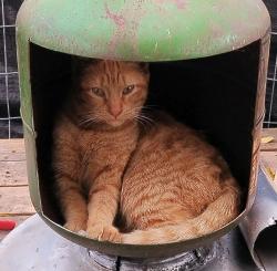 Lost Male Cat last seen Colorado creek apmts on dionda lane, Austin, TX 78617