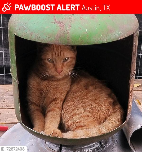 Lost Male Cat last seen Colorado creek apmts on dionda lane, Austin, TX 78617