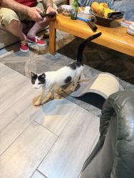 Found/Stray Male Cat last seen Lincoln, Anaheim, CA 92805