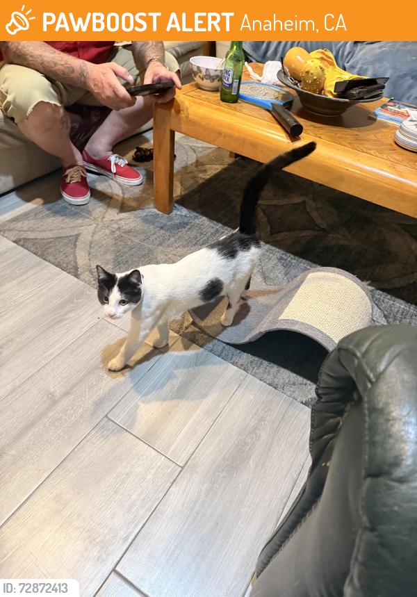 Found/Stray Male Cat last seen Lincoln, Anaheim, CA 92805