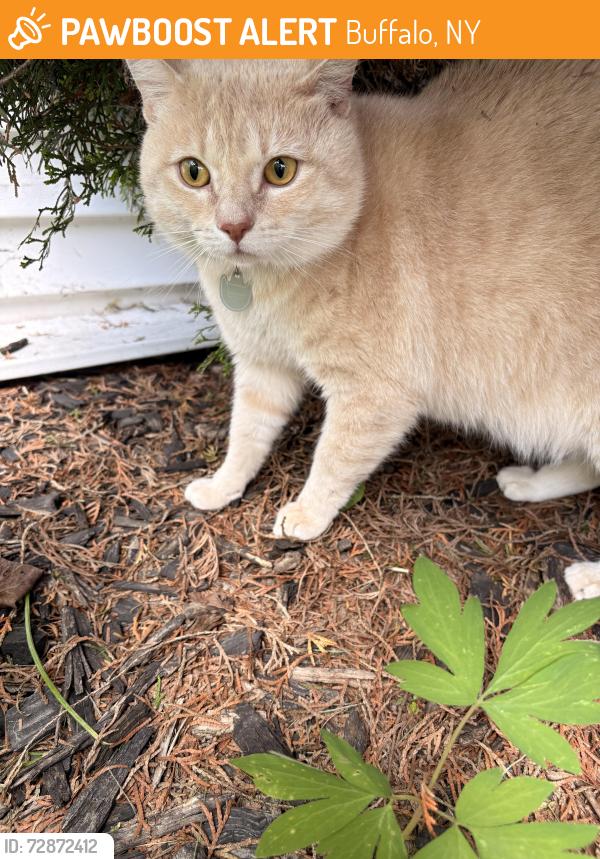 Found/Stray Unknown Cat last seen East delevan and wright ave near Eggert , Buffalo, NY 14215
