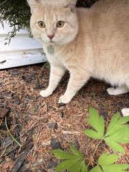 Found/Stray Unknown Cat last seen East delevan and wright ave near Eggert , Buffalo, NY 14215