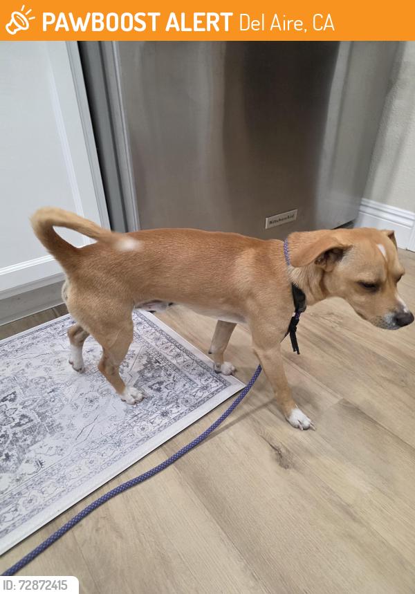 Found/Stray Male Dog last seen Ocean Gate and W 140th street, Del Aire, CA 90250