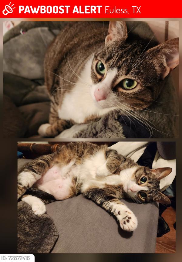 Lost Female Cat last seen Cannon Dr, Euless, TX 76040