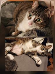 Lost Female Cat last seen Cannon Dr, Euless, TX 76040