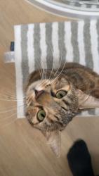 Lost Female Cat last seen Shinfield road, Shinfield, England RG2 9GY