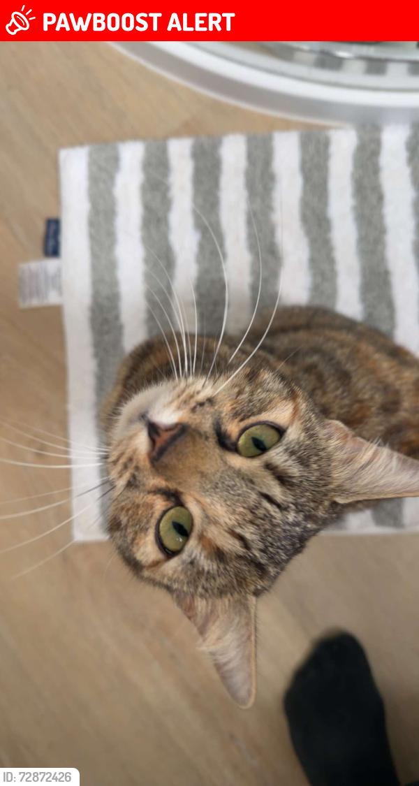 Lost Female Cat last seen Shinfield road, Shinfield, England RG2 9GY
