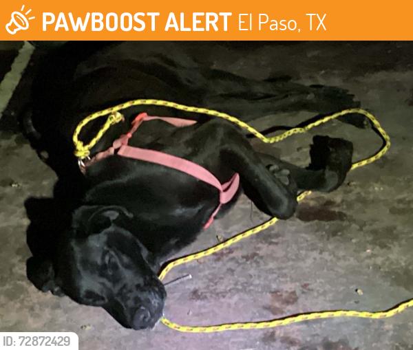 Found/Stray Male Dog last seen Secured at the basketball/tennis court at the farthest end of the apmt complex., El Paso, TX 79925
