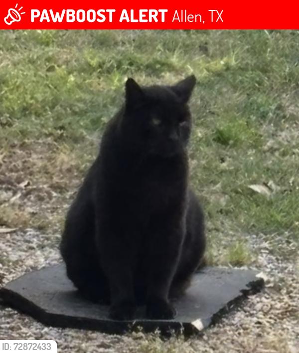 Lost Male Cat last seen Rock Ridge Road , Allen, TX 75002