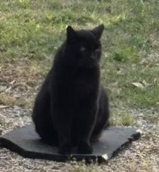 Lost Male Cat last seen Rock Ridge Road , Allen, TX 75002