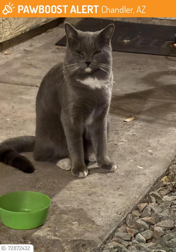Found/Stray Unknown Cat last seen Autumn creek apmts cross street is Ray and Warren, Chandler, AZ 85225