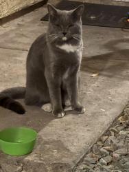 Found/Stray Unknown Cat last seen Autumn creek apmts cross street is Ray and Warren, Chandler, AZ 85225