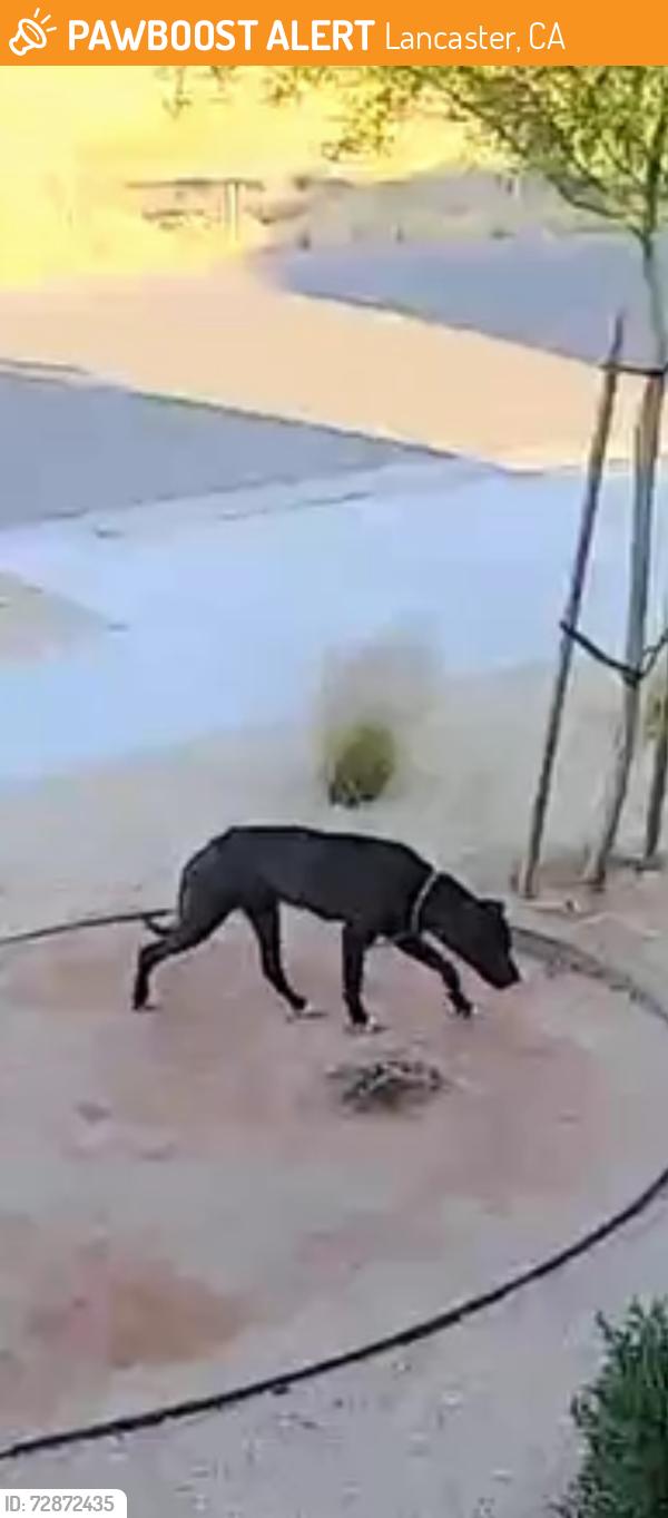 Found/Stray Unknown Dog last seen Ave J and W 60th, Lancaster, CA 93536