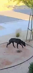 Found/Stray Unknown Dog last seen Ave J and W 60th, Lancaster, CA 93536