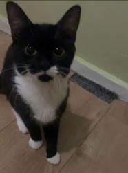 Lost Female Cat last seen Powys Place, Tyne and Wear, England NE4 5AF
