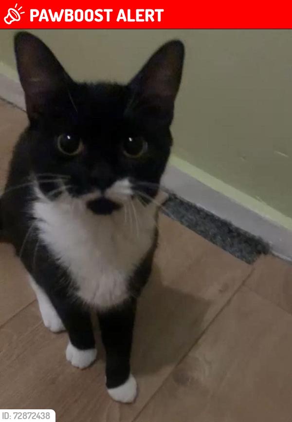 Lost Female Cat last seen Powys Place, Tyne and Wear, England NE4 5AF