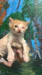 Shelter Stray Male Cat last seen Bexar County, New Braunfels, TX 78130