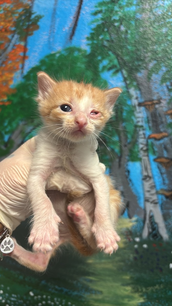 Shelter Stray Male Cat last seen Bexar County, New Braunfels, TX 78130