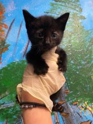 Shelter Stray Male Cat last seen Bexar County, New Braunfels, TX 78130