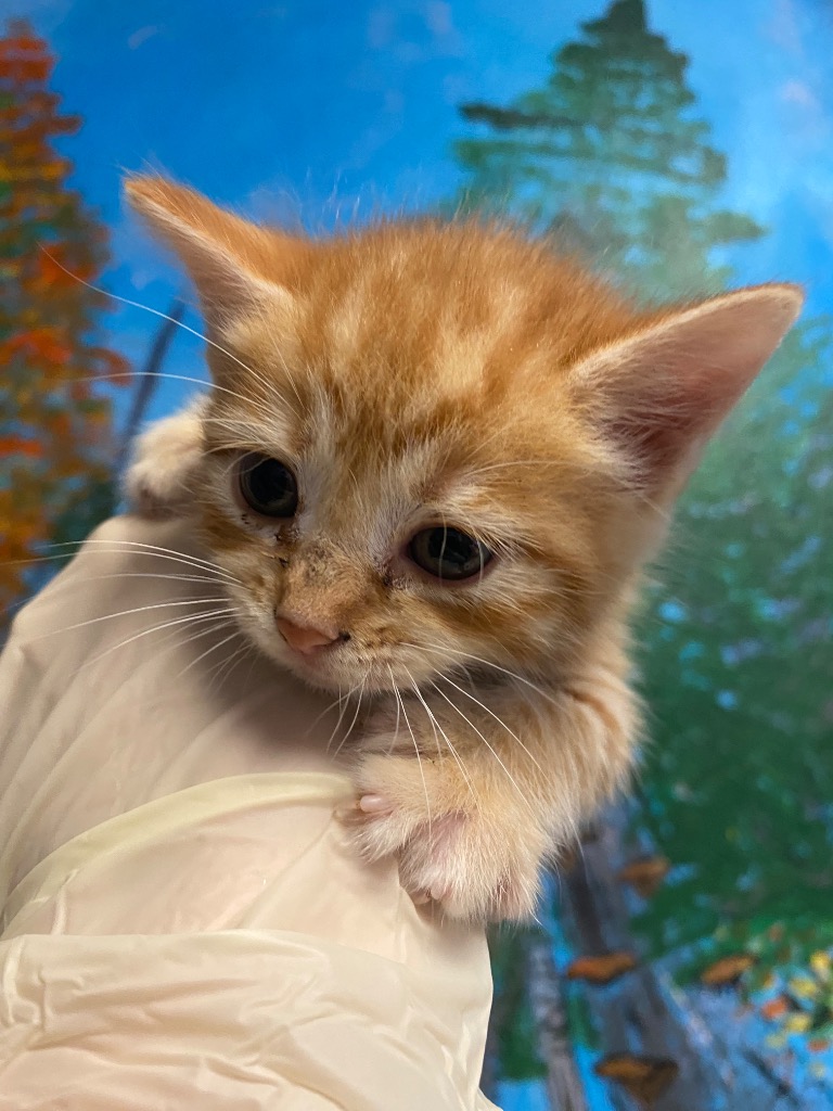 Shelter Stray Female Cat last seen Bexar County, New Braunfels, TX 78130