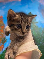 Shelter Stray Male Cat last seen Bexar County, New Braunfels, TX 78130