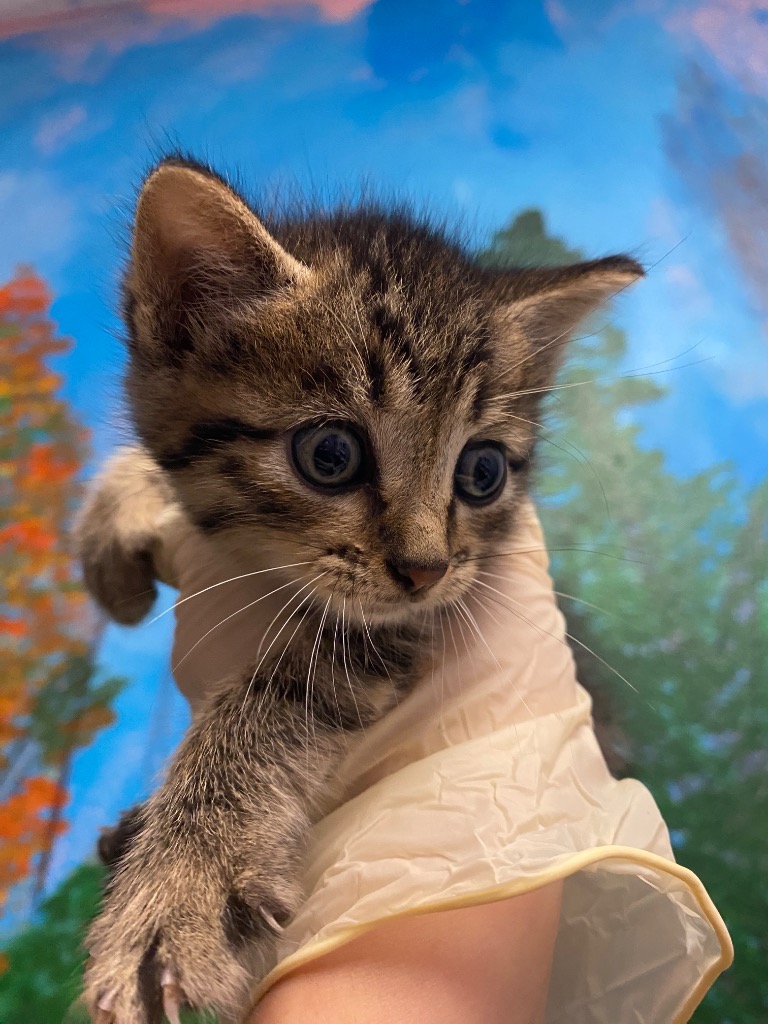 Shelter Stray Male Cat last seen Bexar County, New Braunfels, TX 78130