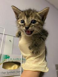 Shelter Stray Female Cat last seen Bexar County, New Braunfels, TX 78130