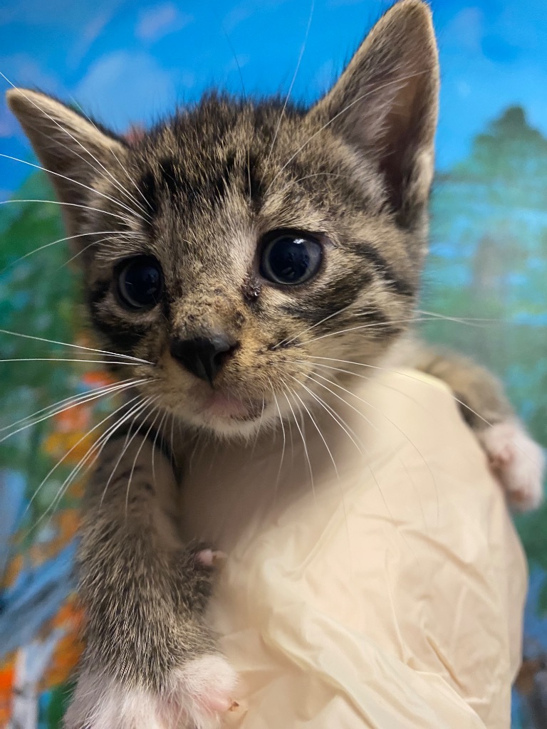 Shelter Stray Female Cat last seen Bexar County, New Braunfels, TX 78130
