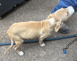 Found/Stray Unknown Dog last seen Ridgeway & Midsummer Way, Memphis, TN 38115