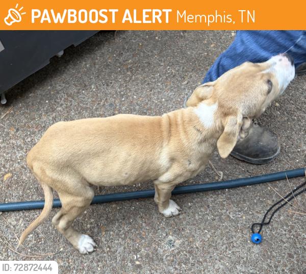 Found/Stray Unknown Dog last seen Ridgeway & Midsummer Way, Memphis, TN 38115