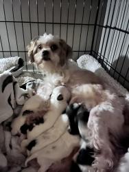 Lost Female Dog last seen Near brambleton rd chesterfield va , Chesterfield, VA 23832
