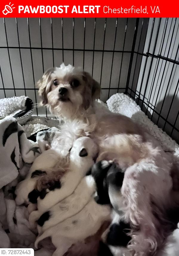 Lost Female Dog last seen Near brambleton rd chesterfield va , Chesterfield, VA 23832