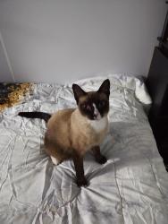Lost Female Cat last seen Near Polk St Hollywood 33020, Hollywood, FL 33020