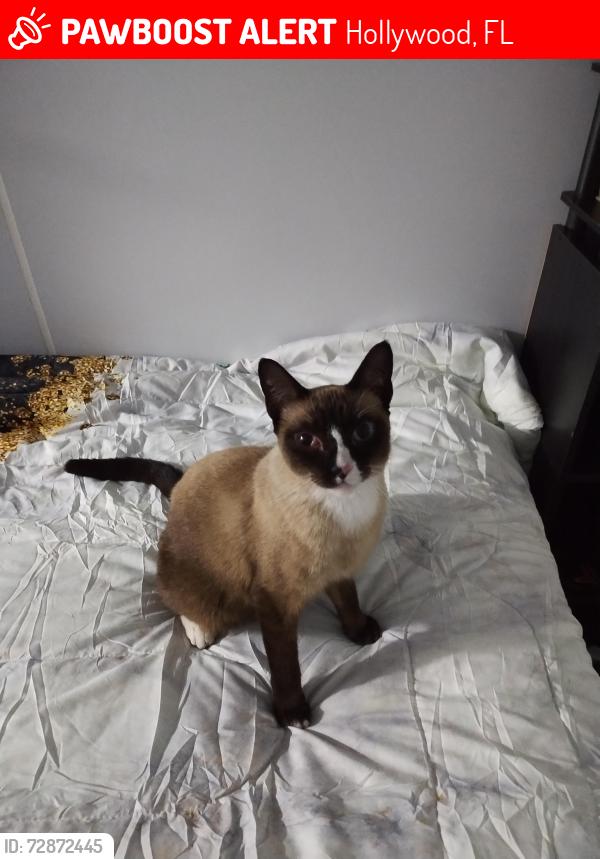 Lost Female Cat last seen Near Polk St Hollywood 33020, Hollywood, FL 33020