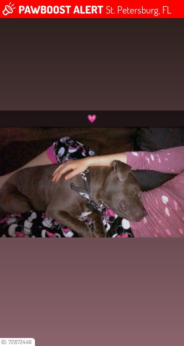 Lost Female Dog last seen i’m not sure , St. Petersburg, FL 33701