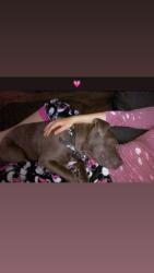 Lost Female Dog last seen i’m not sure , St. Petersburg, FL 33701