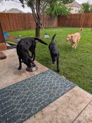 Found/Stray Male Dog last seen Trail Break and Victory Bells, Haslet, TX 76052