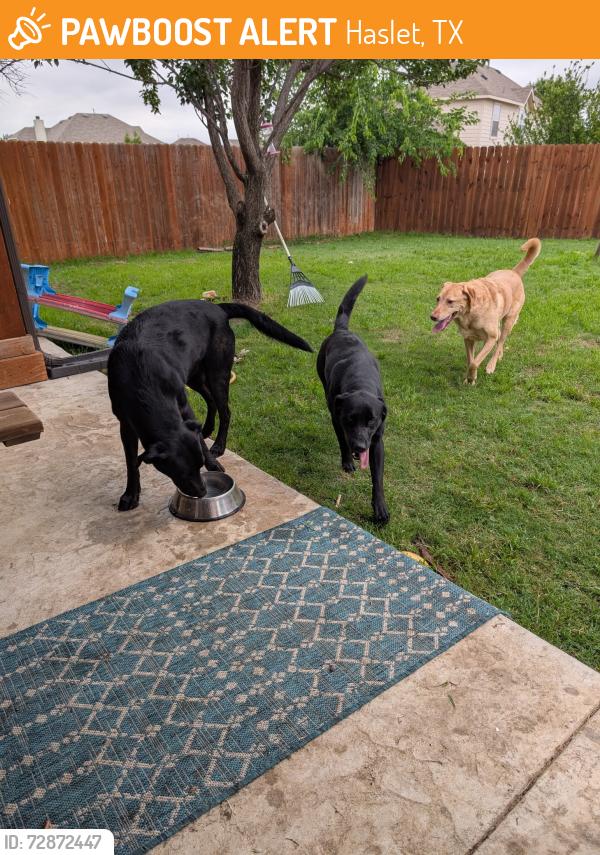Found/Stray Male Dog last seen Trail Break and Victory Bells, Haslet, TX 76052