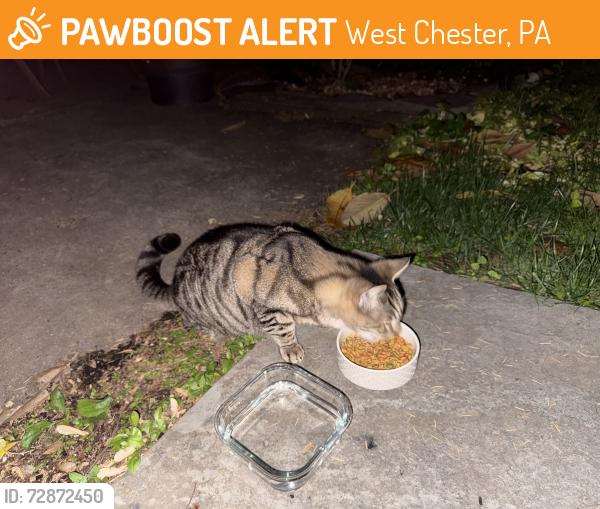Found/Stray Unknown Cat last seen Nudys, West Chester, PA 19380