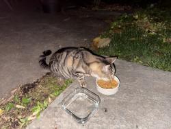Found/Stray Unknown Cat last seen Nudys , West Chester, PA 19380