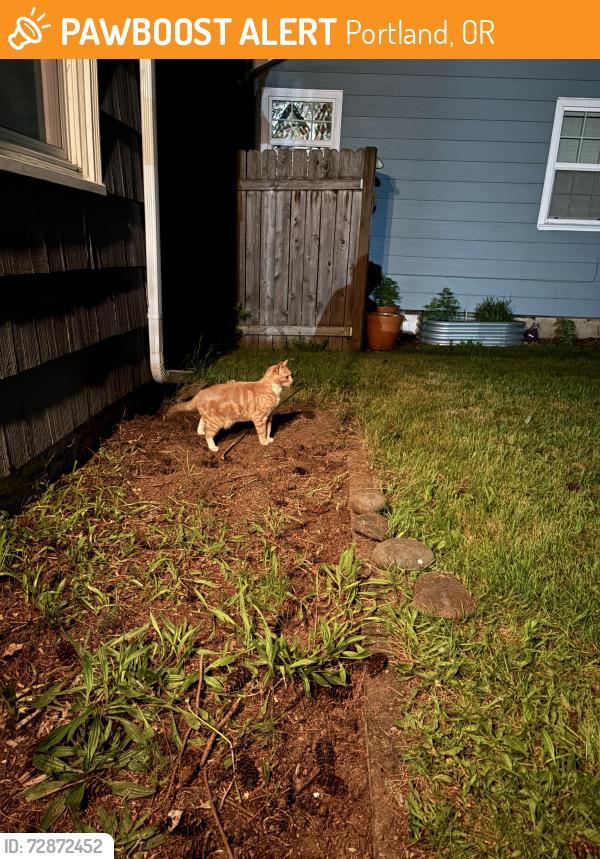 Found/Stray Unknown Cat last seen Under my car/in my lawn, Portland, OR 97220