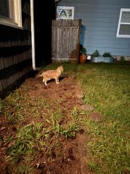 Found/Stray Unknown Cat last seen Under my car/in my lawn, Portland, OR 97220