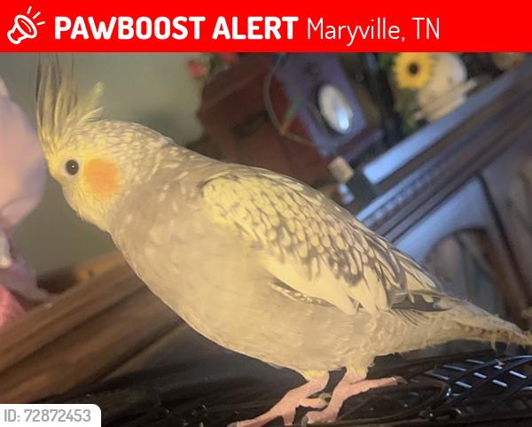 Lost Female Bird last seen Near jubilee circle , Maryville, TN 37801