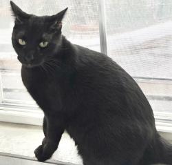Lost Female Cat last seen cndmnium complex at Aleppo st and Bosworth in Olneyville , Providence, RI 02909