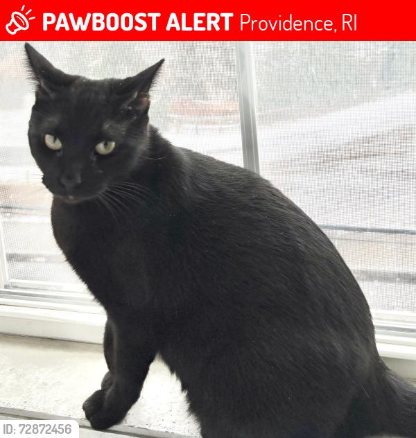 Lost Female Cat last seen cndmnium complex at Aleppo st and Bosworth in Olneyville , Providence, RI 02909