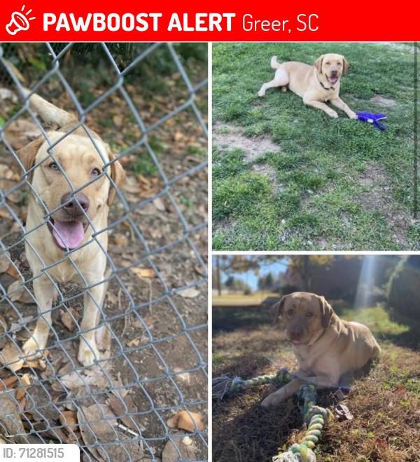 Lost Male Dog last seen Tryon St Greer sc 29651, Greer, SC 29651