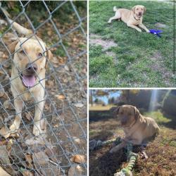 Lost Male Dog last seen Tryon St Greer sc 29651, Greer, SC 29651