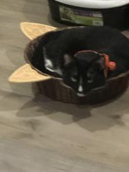 Lost Male Cat last seen Hermosa , Rancho Cucamonga, CA 91730